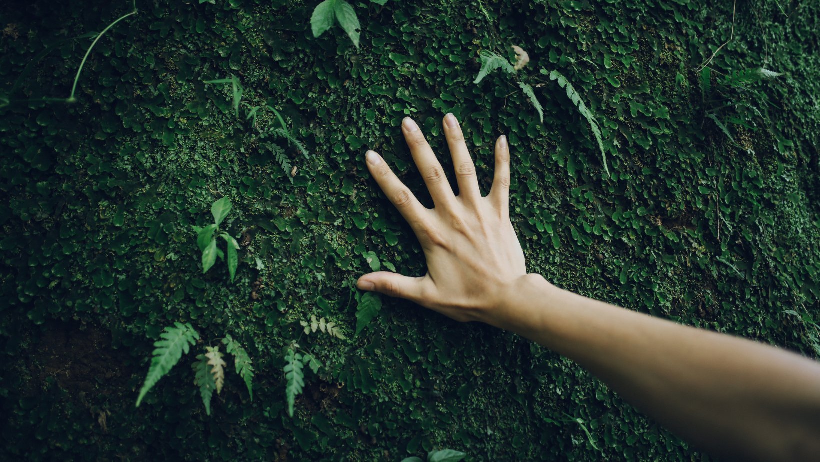 Valutazione impatto sulla componente biodiversità